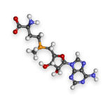 Купить продукцию S-adenosilmetionin (SAM-e)